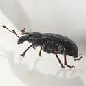 Lachnopus floridanus - photo 2