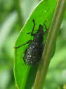 Lachnopus floridanus - photo 3