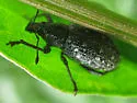 Lachnopus floridanus - photo 4
