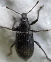 Lachnopus floridanus - photo 5