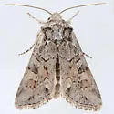Lacinipolia acutipennis - Hodges#10394.1