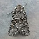 Lacinipolia acutipennis - Hodges#10394.1 - photo 4