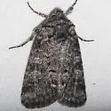 Lacinipolia agnata - Hodges#10376