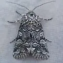 Lacinipolia agnata - Hodges#10376 - photo 2