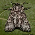 Lacinipolia aileenae - Hodges#10406.6