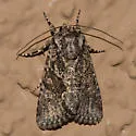 Lacinipolia aileenae - Hodges#10406.6 - photo 2