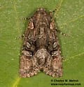 Lacinipolia basiplaga - Hodges#10396