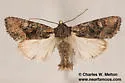 Lacinipolia basiplaga - Hodges#10396 - photo 2