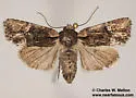 Lacinipolia basiplaga - Hodges#10396 - photo 3