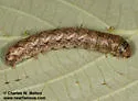 Lacinipolia basiplaga - Hodges#10396 - photo 4