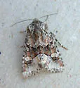 Lacinipolia bucketti - Hodges#10406.1