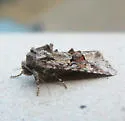 Lacinipolia bucketti - Hodges#10406.1 - photo 2