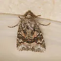 Lacinipolia bucketti - Hodges#10406.1 - photo 3