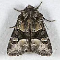 Lacinipolia bucketti - Hodges#10406.1 - photo 5
