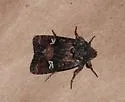 Lacinipolia circumcincta - Hodges#10399 - Lacinipolia circumcincta