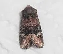 Lacinipolia circumcincta - Hodges#10399 - photo 2
