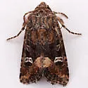 Lacinipolia circumcincta - Hodges#10399 - photo 3