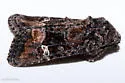 Lacinipolia circumcincta - Hodges#10399 - photo 4