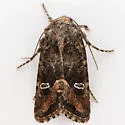 Lacinipolia circumcincta - Hodges#10399 - photo 5