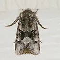 Lacinipolia comis - Hodges#10408 - Lacinipolia comis