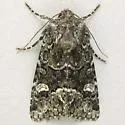Lacinipolia comis - Hodges#10408 - photo 2