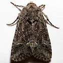 Lacinipolia comis - Hodges#10408 - photo 4