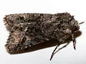 Lacinipolia comis - Hodges#10408 - photo 5