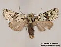 Lacinipolia consimilis - Hodges#10420 - photo 2