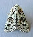 Lacinipolia consimilis - Hodges#10420 - photo 3