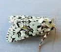 Lacinipolia consimilis - Hodges#10420 - photo 4