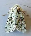Lacinipolia consimilis - Hodges#10420 - photo 5