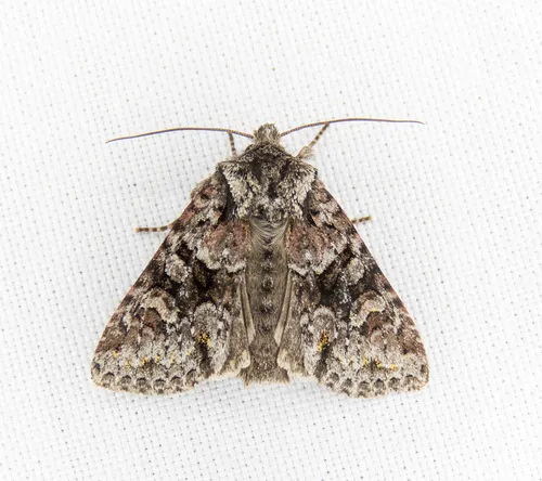 Cuneate Arches - Hodges#10371 - Lacinipolia cuneata