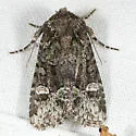 Lacinipolia davena - Hodges#10407 - Lacinipolia davena