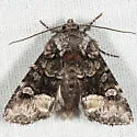 Lacinipolia davena - Hodges#10407 - photo 4