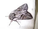 Lacinipolia dimocki - Hodges#10395.2 - photo 2