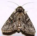 Lacinipolia dimocki - Hodges#10395.2 - photo 3