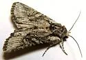 Lacinipolia dimocki - Hodges#10395.2 - photo 4