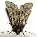 Lacinipolia dimocki - Hodges#10395.2 - photo 5
