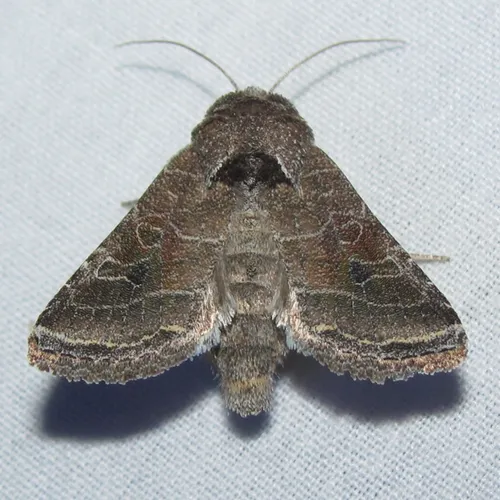 Lacinipolia erecta - Hodges#10403 - Lacinipolia erecta