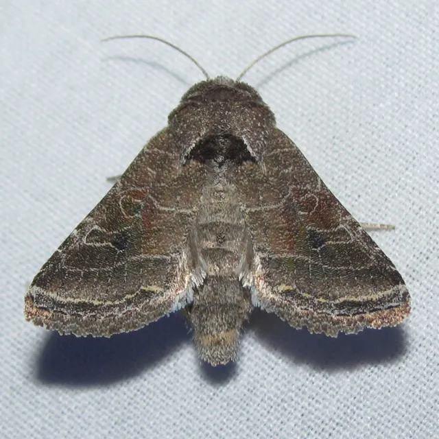 Lacinipolia erecta - Hodges#10403 - photo 2
