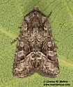 Lacinipolia fordi - Hodges#10406.4 - Lacinipolia fordi