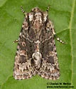 Lacinipolia fordi - Hodges#10406.4 - photo 3