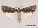 Lacinipolia fordi - Hodges#10406.4 - photo 4
