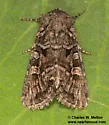 Lacinipolia gnata - Hodges#10375 - Lacinipolia gnata