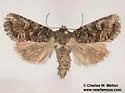 Lacinipolia gnata - Hodges#10375 - photo 2