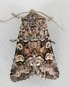 Lacinipolia gnata - Hodges#10375 - photo 3