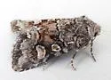 Lacinipolia gnata - Hodges#10375 - photo 4