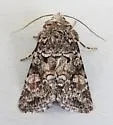 Lacinipolia gnata - Hodges#10375 - photo 5