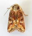 Lacinipolia lepidula - Hodges#10401 - photo 2