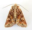 Lacinipolia lepidula - Hodges#10401 - photo 4